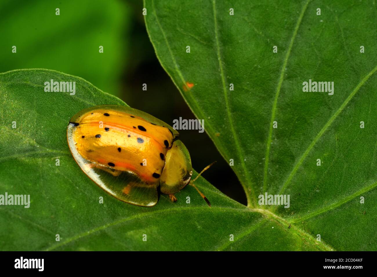 Ein schwarz gefleckter Schildkrötenkäfer, der auf einem ipomoea-Blatt kriecht Stockfoto