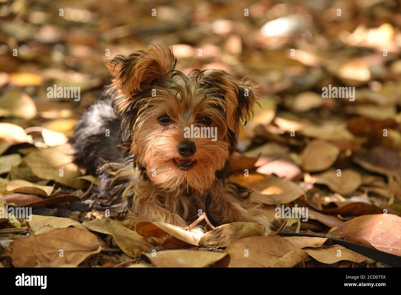 Baby yorkshire Terrier auf braunen Blättern liegend Stockfoto