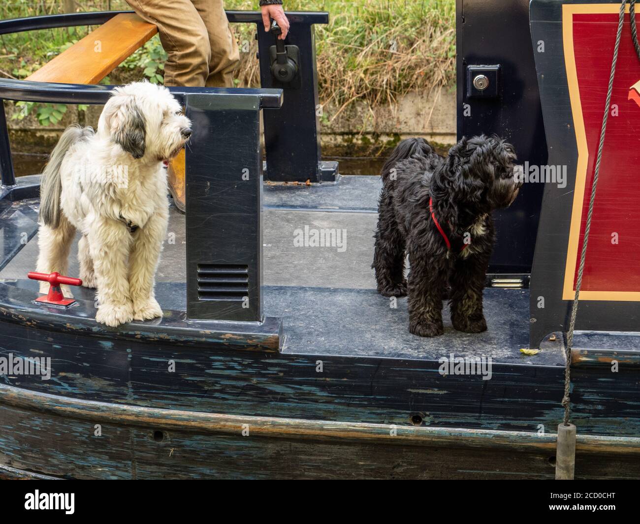 Zwei Hunde auf dem Heck eines Schmalbootes auf dem Llangollen Kanal in Nord-Wales Großbritannien. Stockfoto