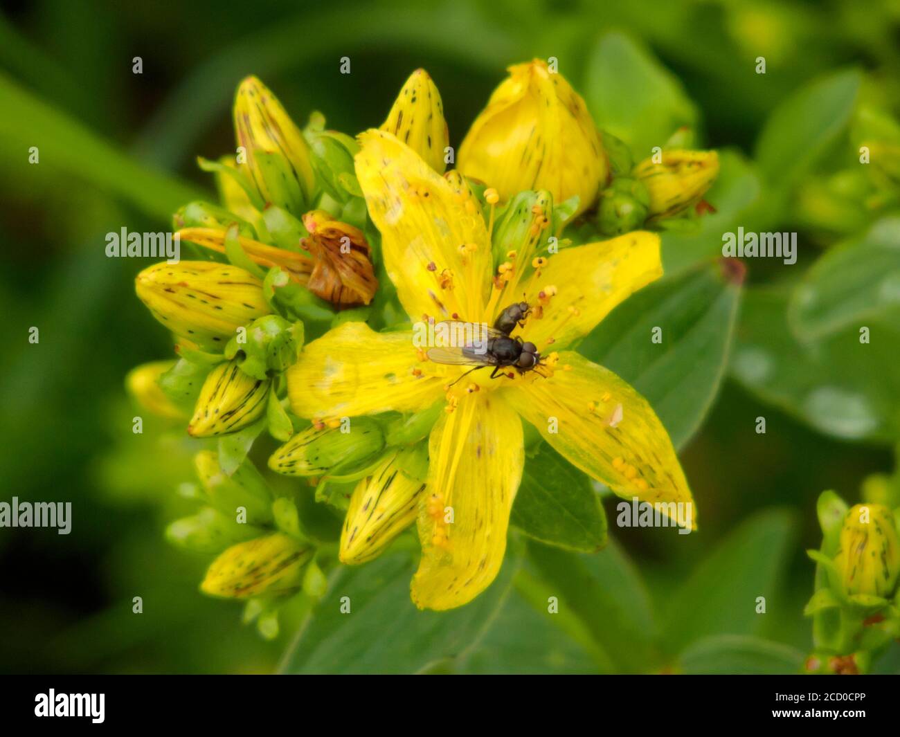 Imperforate St. Johns Wort Pflanze ( Hypericum maculatum ) in Blume im Juli, Großbritannien. Bestäubt durch Insekten Stockfoto