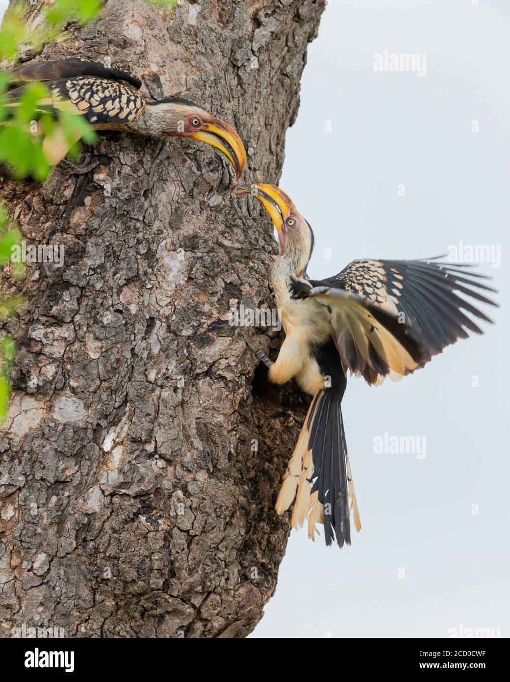 Südgelb-berechneter Hornbill (Lamprotornis leucomelas), ein Paar, das den Eingang des Nestes mit Schlamm, Mpumalanga, Südafrika, schließt Stockfoto