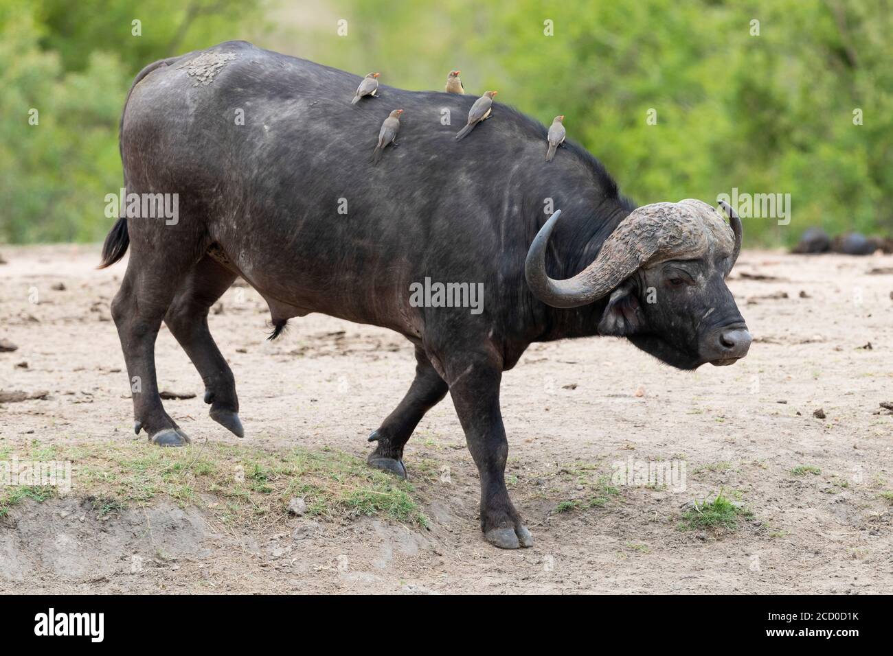 Afrikanischer Büffel (Syncerus caffer), Erwachsener, der mit Rote-Billed Oxpeckers auf dem Rücken, Mpumalanga, spaziert. Südafrika Stockfoto