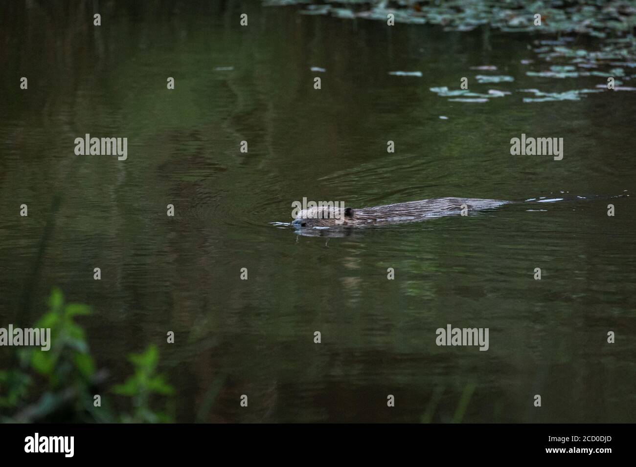 Eurasischer Biber Stockfoto