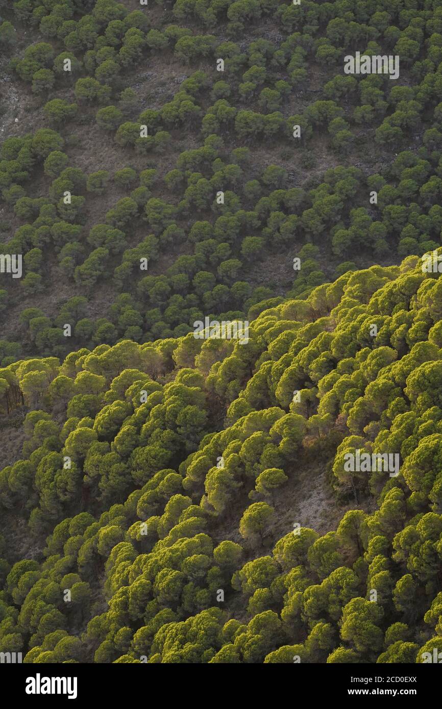 Berghänge der Sierra de Mijas mit Aleppo-Bäumen bedeckt, Andalusien, Spanien. Stockfoto