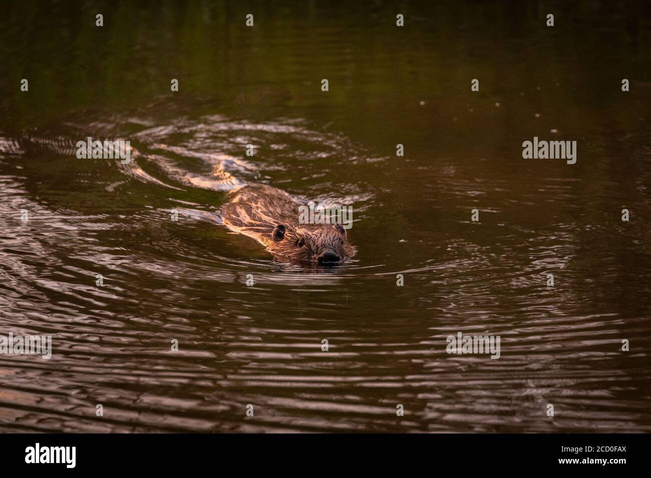 Eurasischer Biber Stockfoto