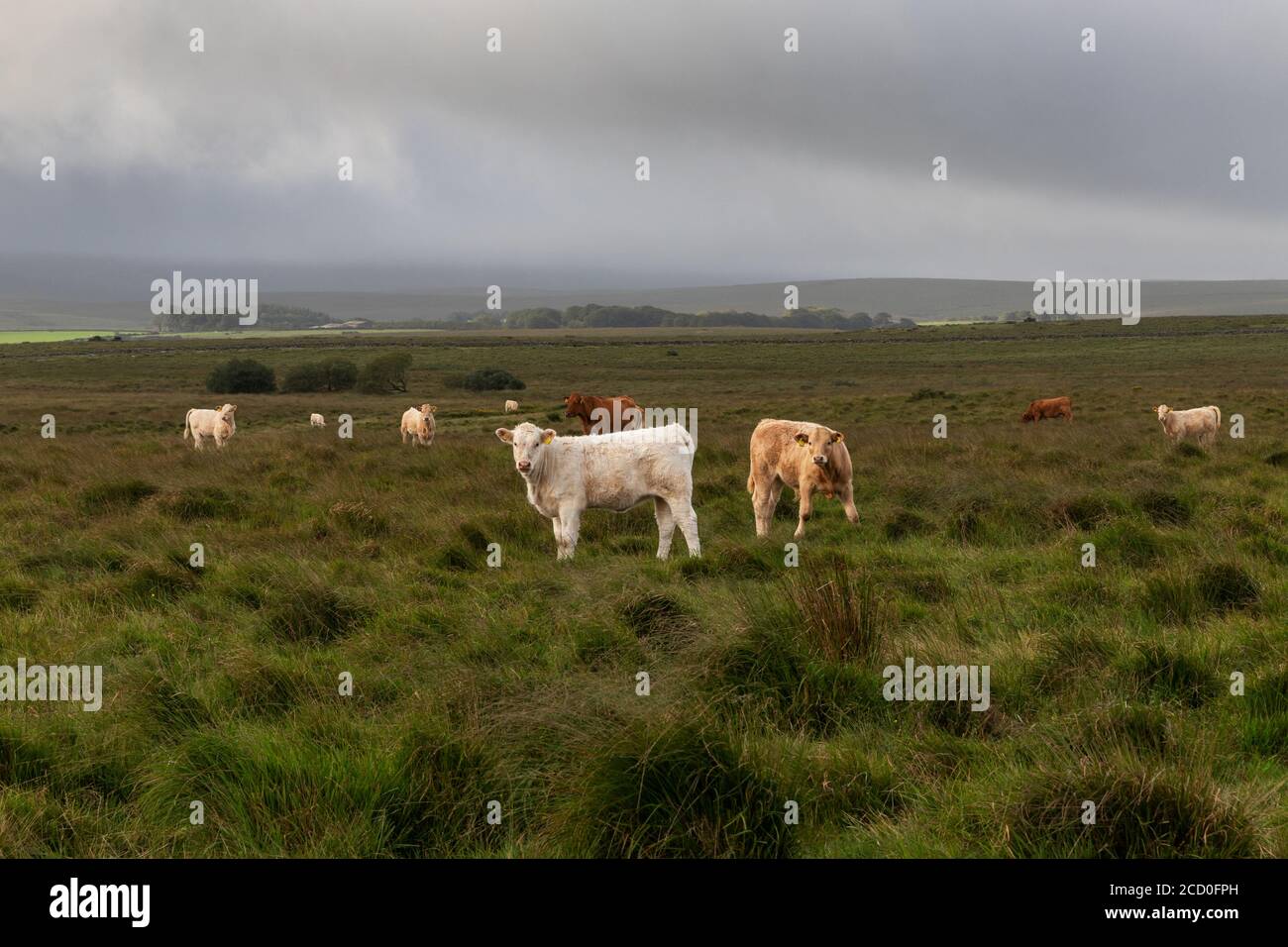 Herde von Kühen auf offenem Moor, Dartmoor Stockfoto