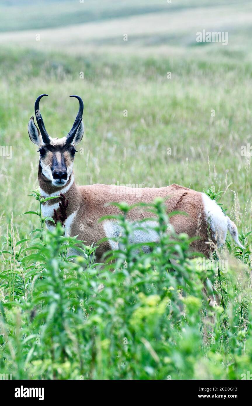 Pronghorn im Custer State Park, South Dakota Stockfoto