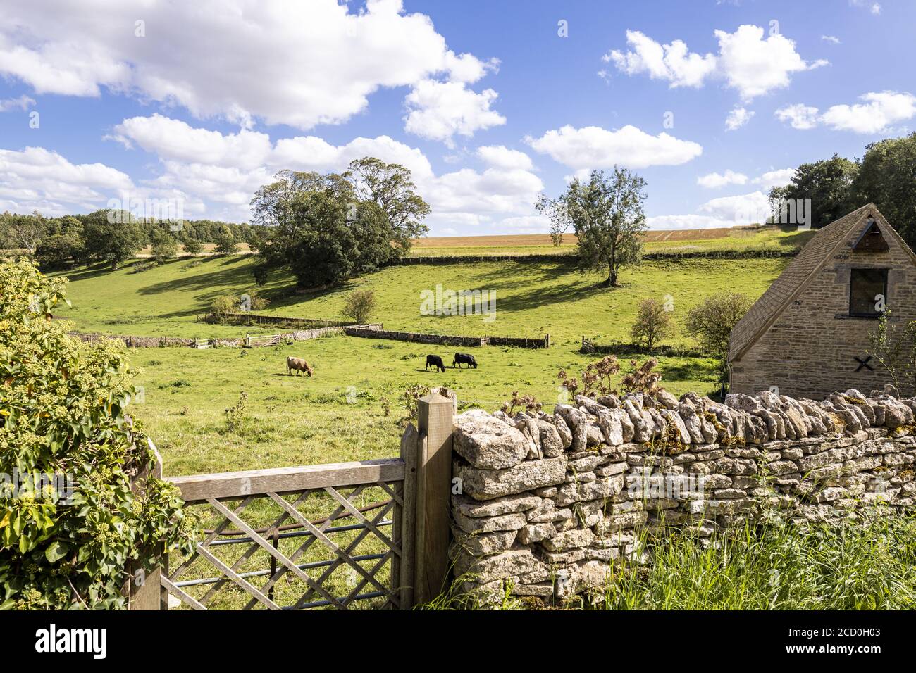 Kühe weiden Felder im Cotswold Dorf Calmsden Gloucestershire VEREINIGTES KÖNIGREICH Stockfoto