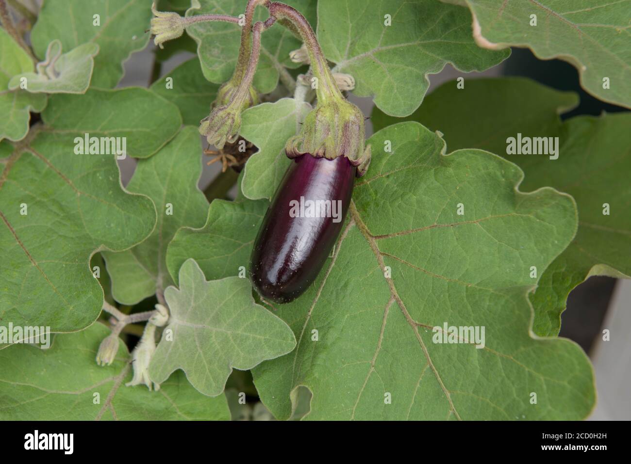 Selbstgewachsener junger Aubergine oder Aubergine (Solanum melongena) Pflanze auf einer Zuteilung in einem Gemüsegarten in Devon, England, Großbritannien Stockfoto