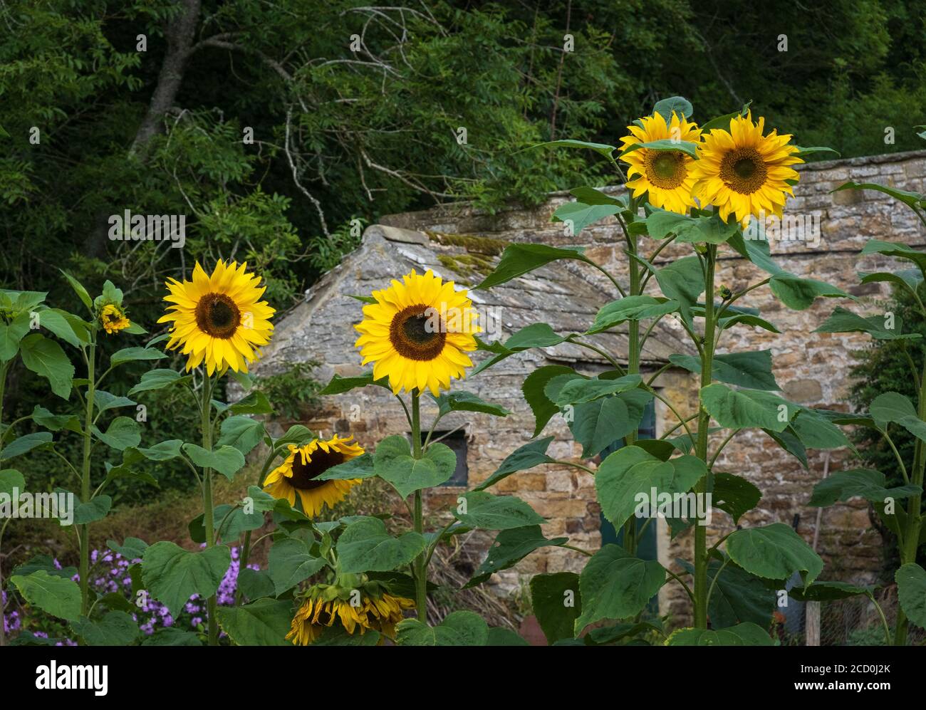 Sonnenblumen, Helianthus, in einem englischen Hüttengarten im Northumberland Dorf Blanchland. Stockfoto