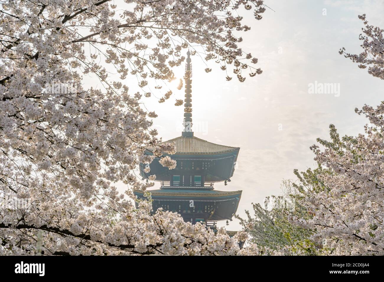 Wuhan East Lake Sakura Garden. Dieses Mal ist die Kirsch-Sakura-Blüte Saison. Für Reisen um Wuhan Stockfoto