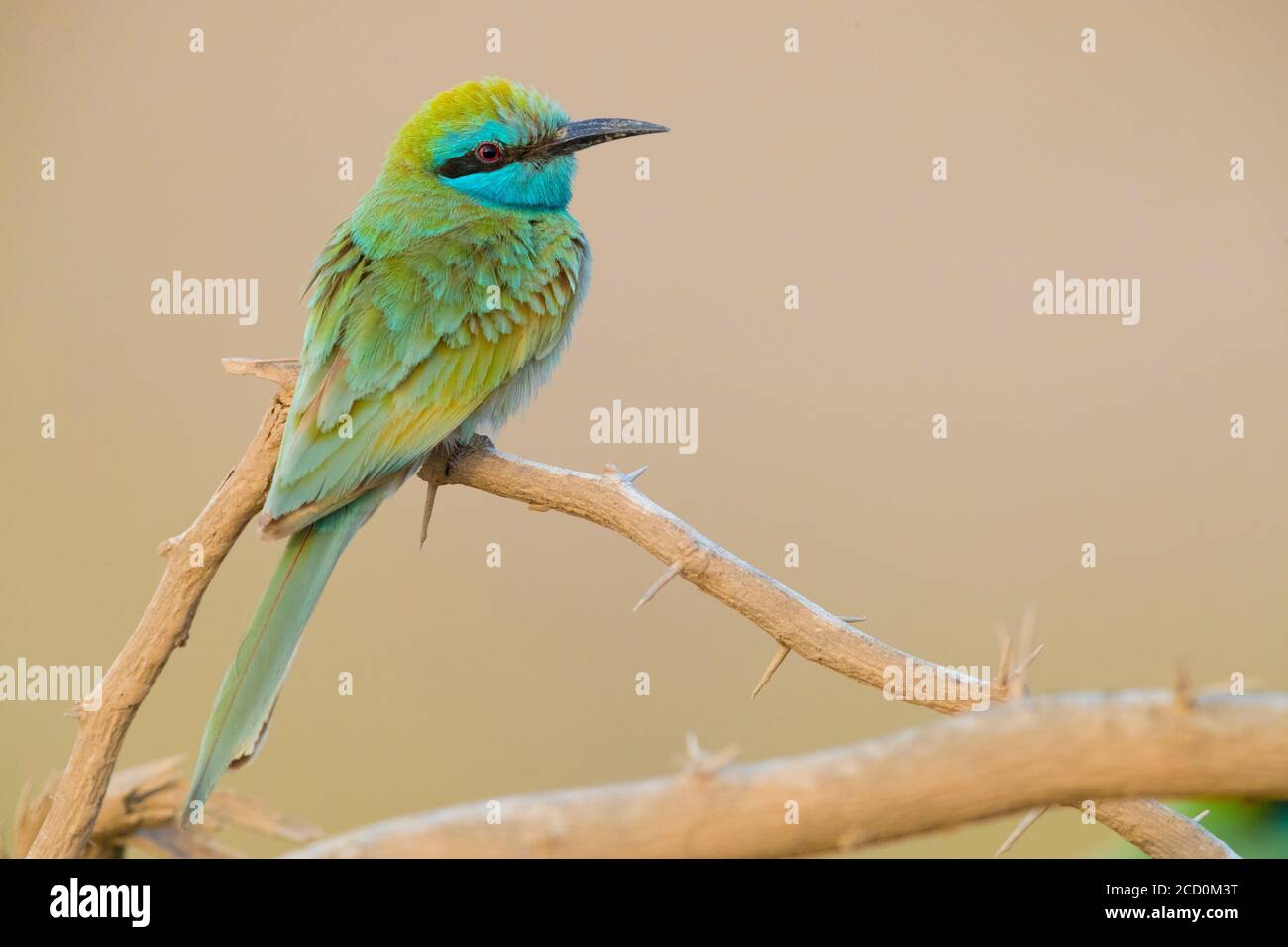 Grüner Bienenfresser (Merops orientalis cyanophrys), erwachsen auf einem Zweig im Oman. Stockfoto