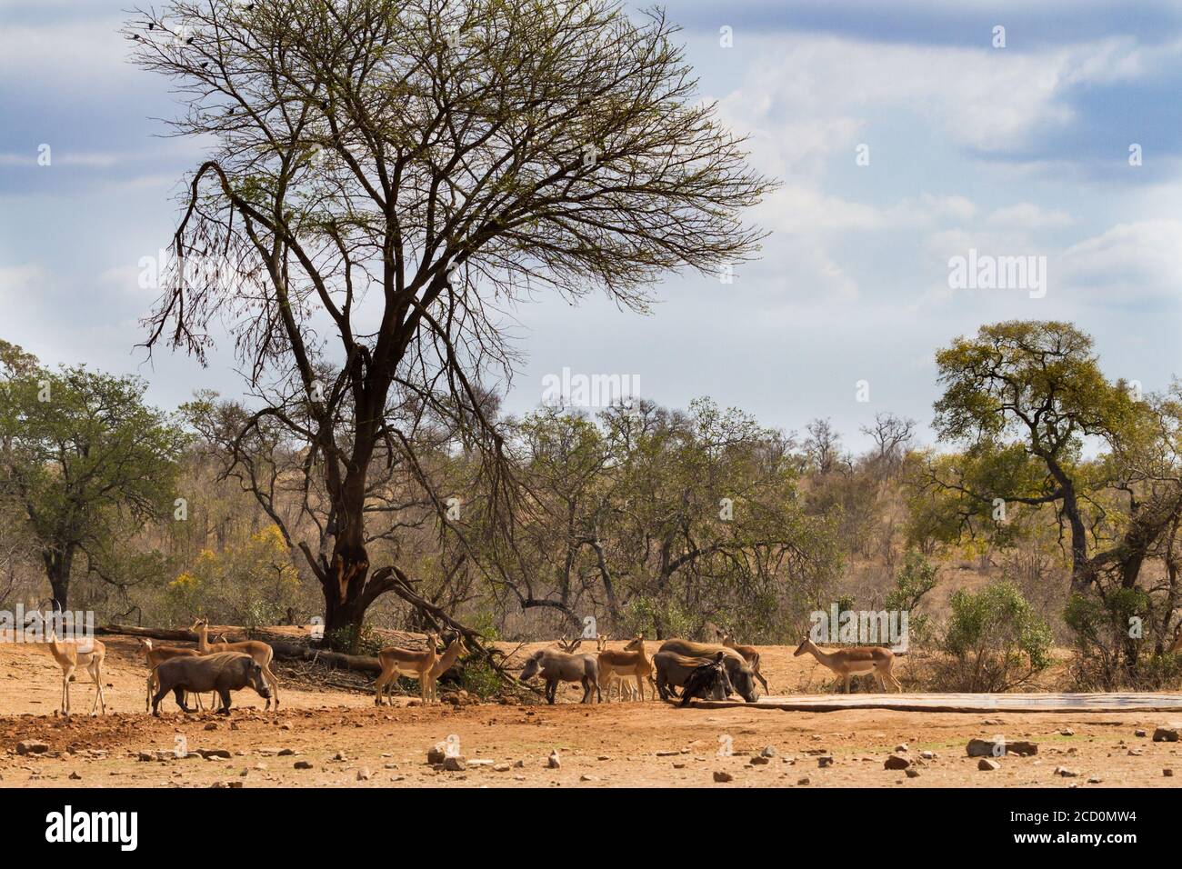 Eine Versammlung afrikanischer Tiere, darunter Impala, Warzenschwein und ein Weißkopfgeier, die an einem Wasserloch im Krüger National Park, Südafrika, interagieren Stockfoto