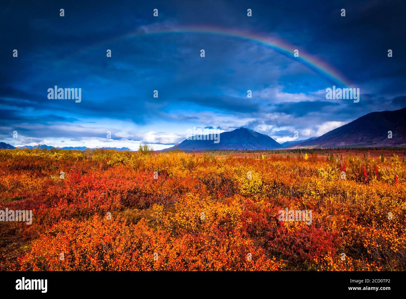 Regenbogen über herbstlicher Tundra, Alaska Range im Hintergrund, Interior Alaska im Herbst; Cantwell, Alaska, Vereinigte Staaten von Amerika Stockfoto