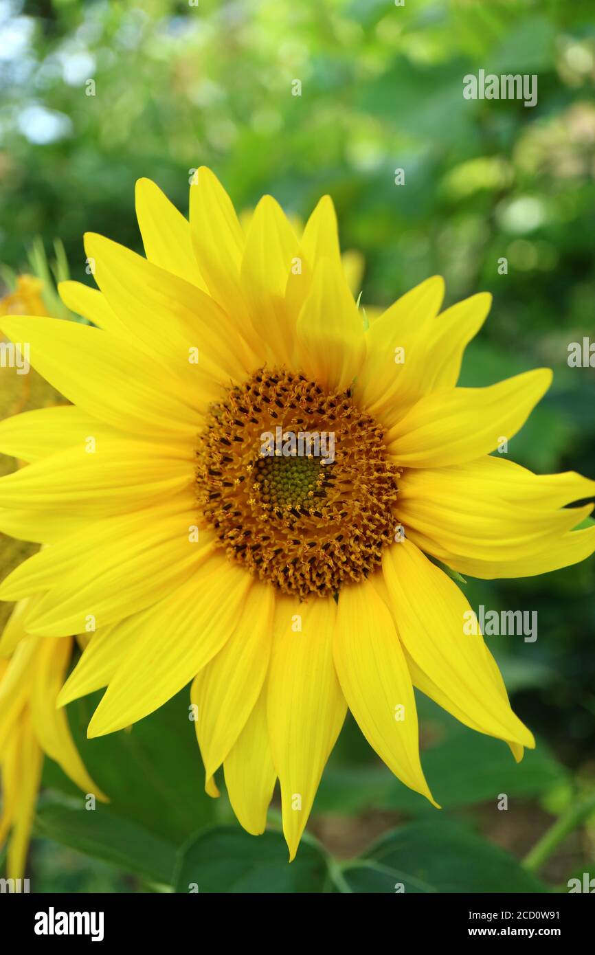 Gelbe Sonnenblume im Garten, Sonnenblumenkopf, Sonnenblume mit zarten Blütenblättern und Sträuchern, Sommerblume, Blumenfoto, Schönheit in der Natur, Makrofoto Stockfoto