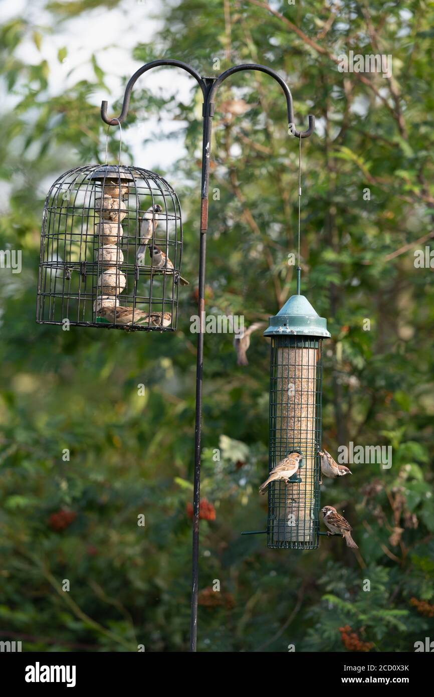 Baumspatzen (Passer Montanus) Fütterung von Fettbällen und Vogelsaat auf zwei Gartenvogel Zuführungen Stockfoto