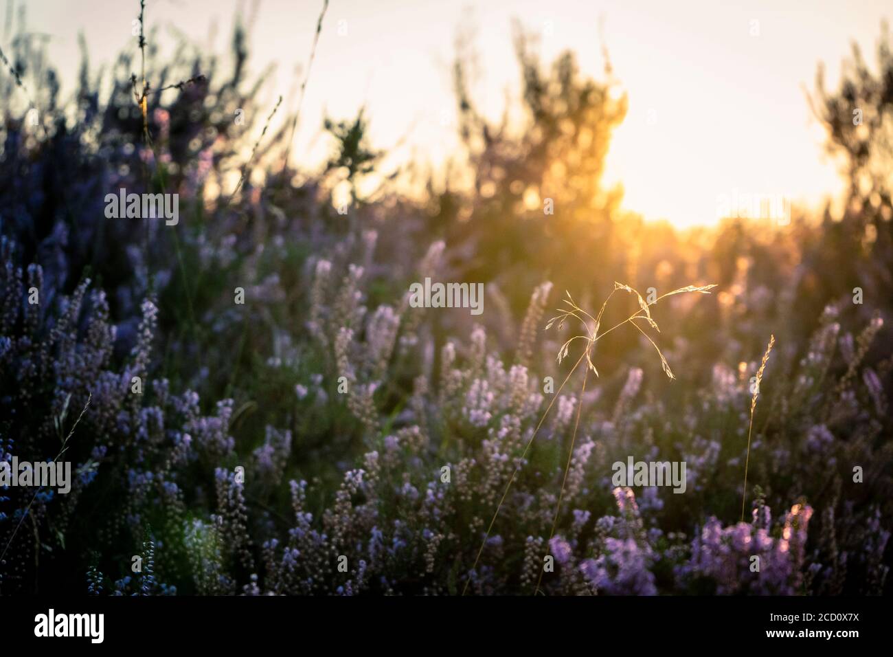 Heidekraut in Blüte, während der goldenen Stunde erschossen Stockfoto