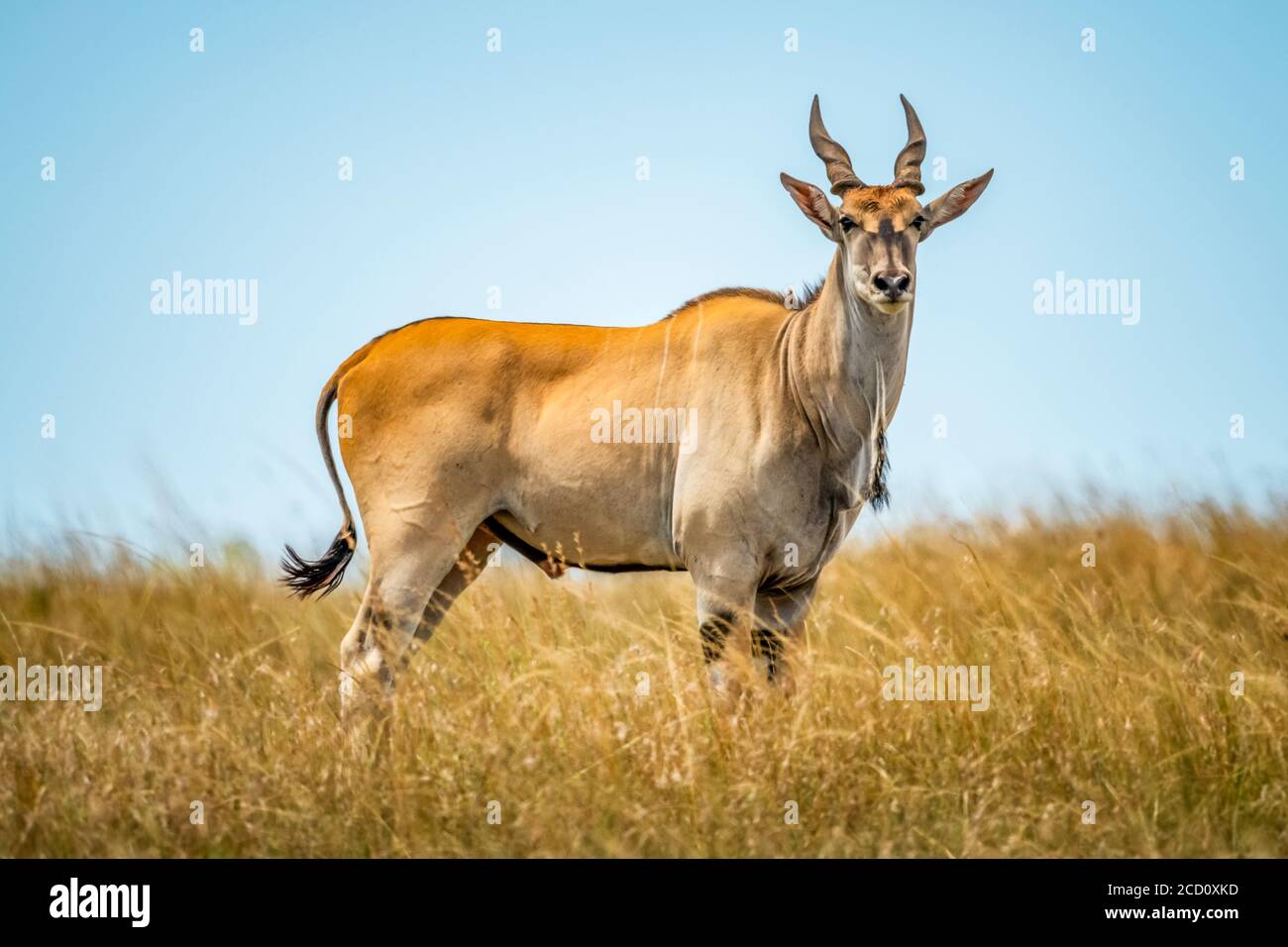 Porträt des männlichen Gemeinen Elands (Taurotragus oryx), der im langen Gras auf der Savanne steht; Tansania Stockfoto