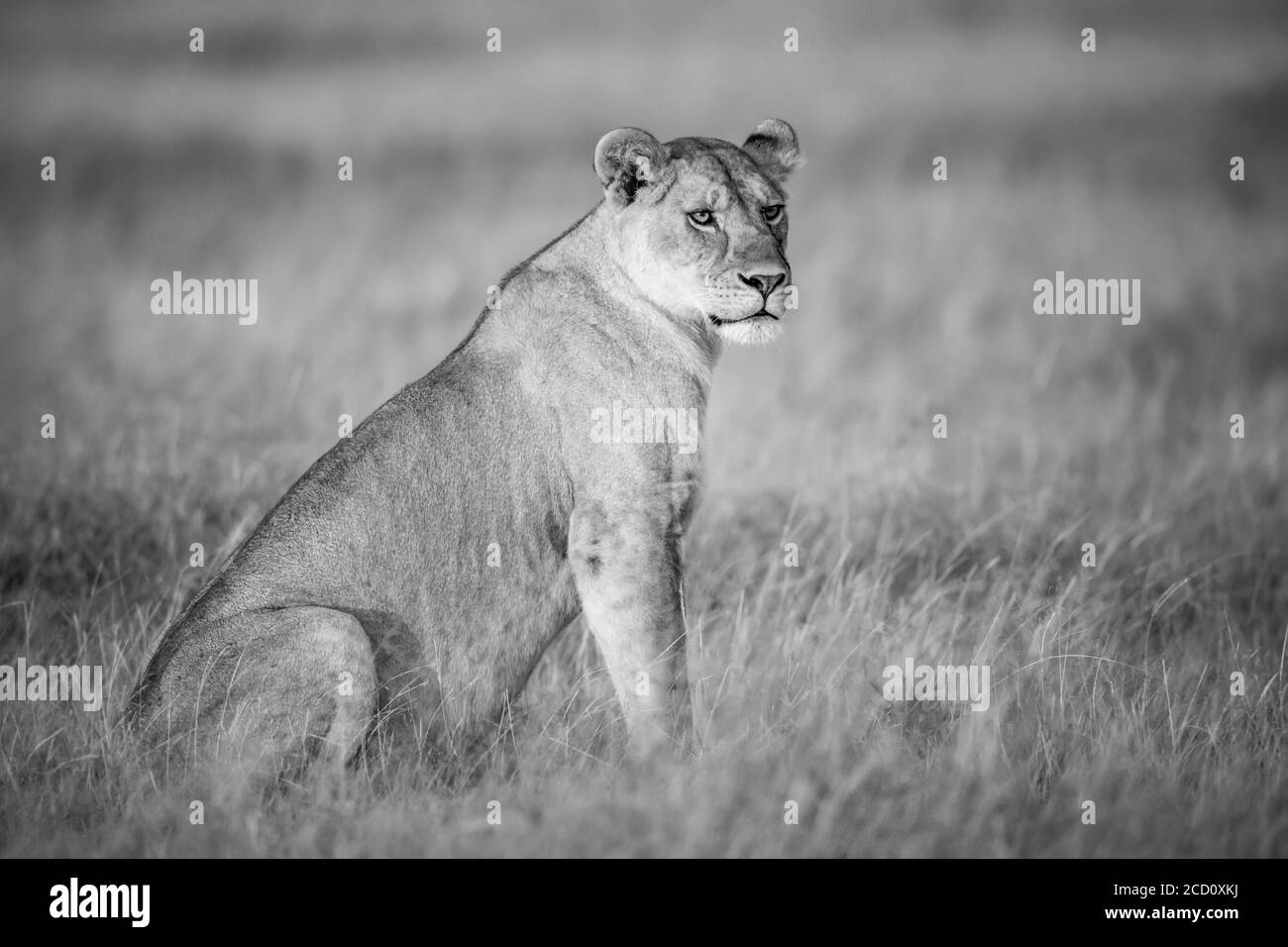 Schwarz-weißes Porträt einer Löwin (Panthera leo) im langen Gras auf der Savanne bei Grumeti; Tansania Stockfoto