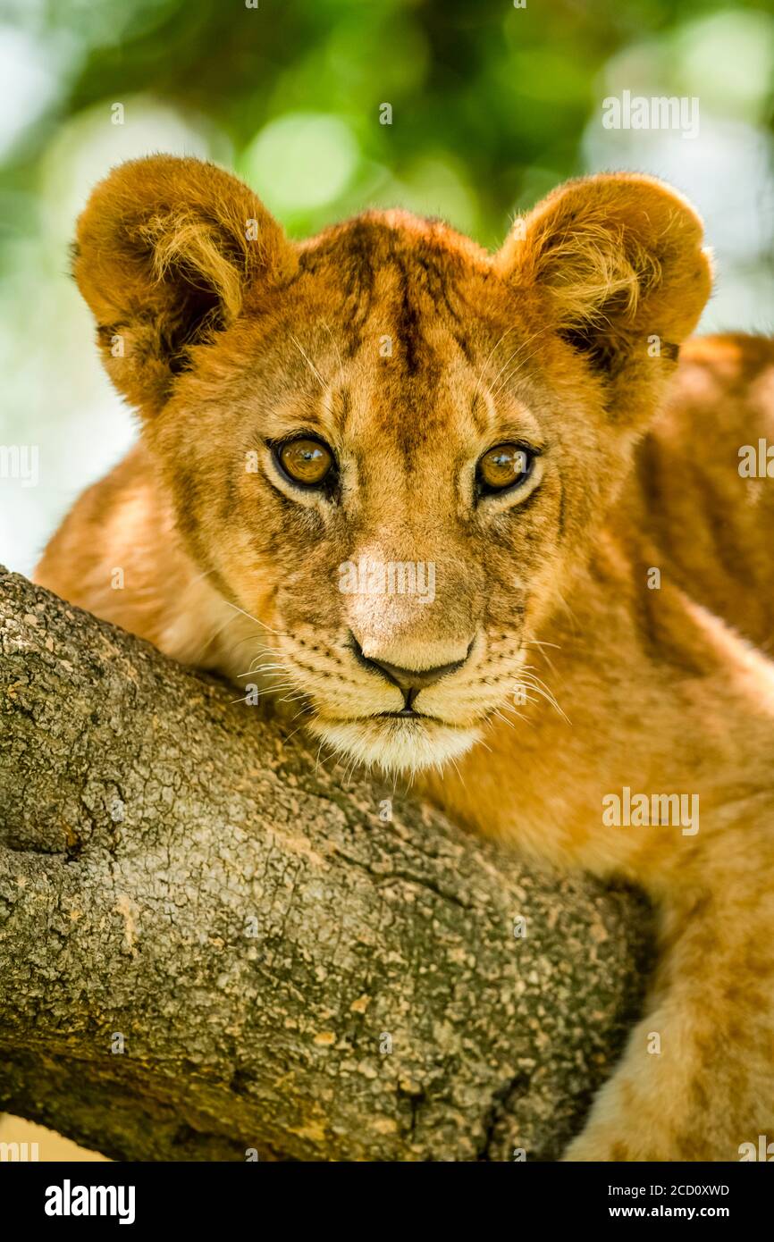 Nahaufnahme eines Löwenjungen (Panthera leo), das einen in die Ferne blickenden Ast umspannt; Tansania Stockfoto