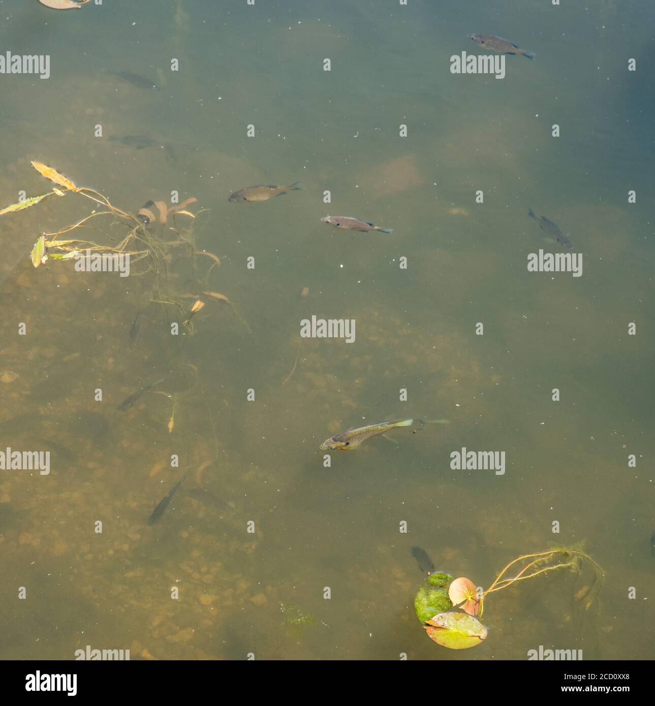 Süßwasserfische in natürlichen Feuchtgebiet See in Aurora, Illinois Stockfoto