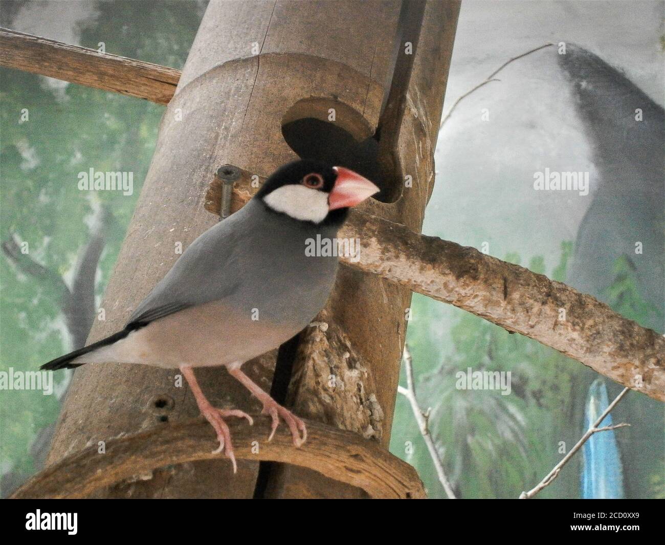 Java Finch - Lonchura oryzivora ein schöner Vogel mit einem roten Schnabel auf einem Zweig thront. Stockfoto