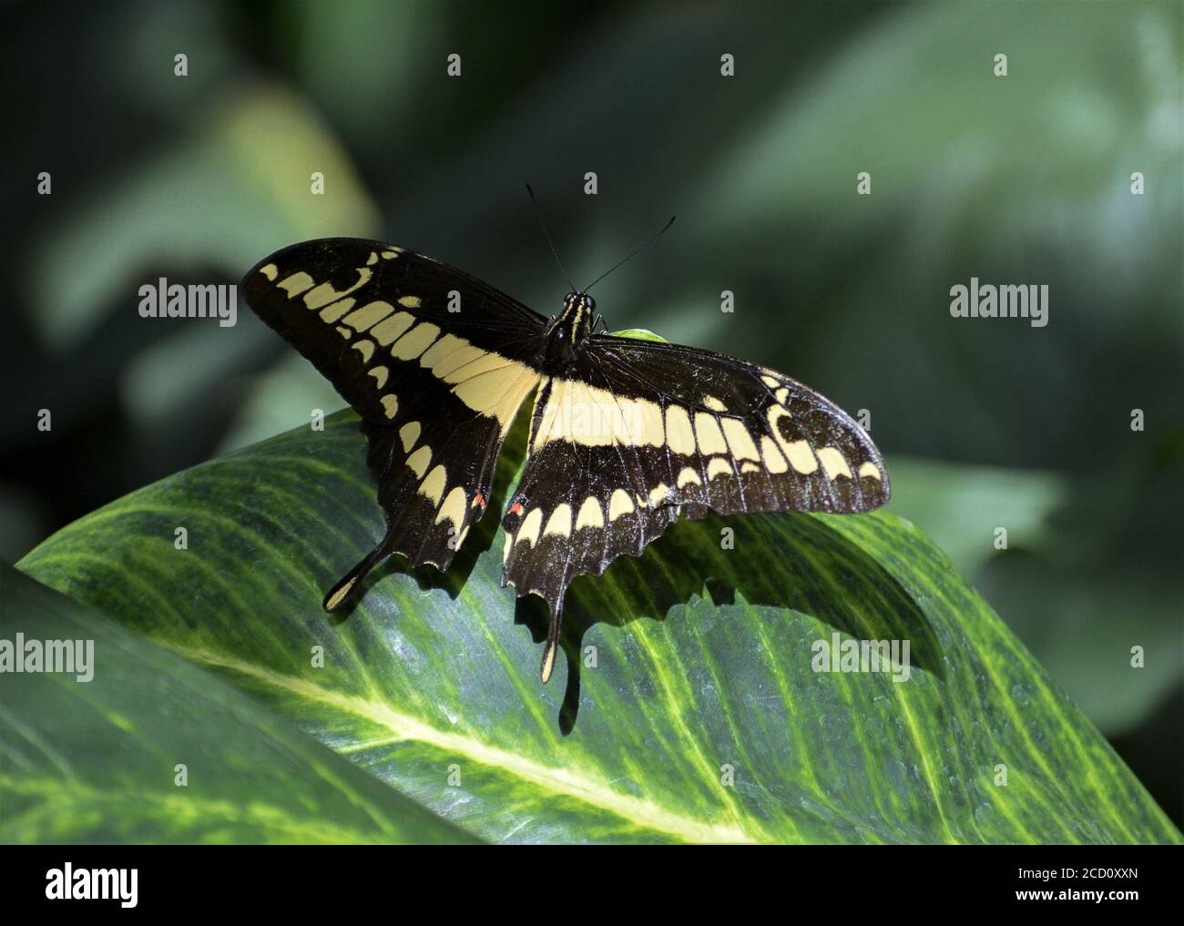 King Swallowtail - Papilio thoas ein schwarzer Schmetterling mit einem Beigefarbene Zeichnung Stockfoto