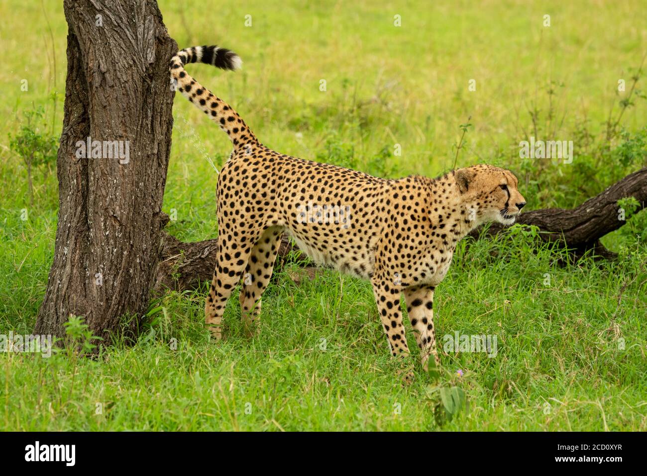 Gepard (Acinonyx jubatus) steht am Baumstamm, der Territorium markiert; Tansania Stockfoto