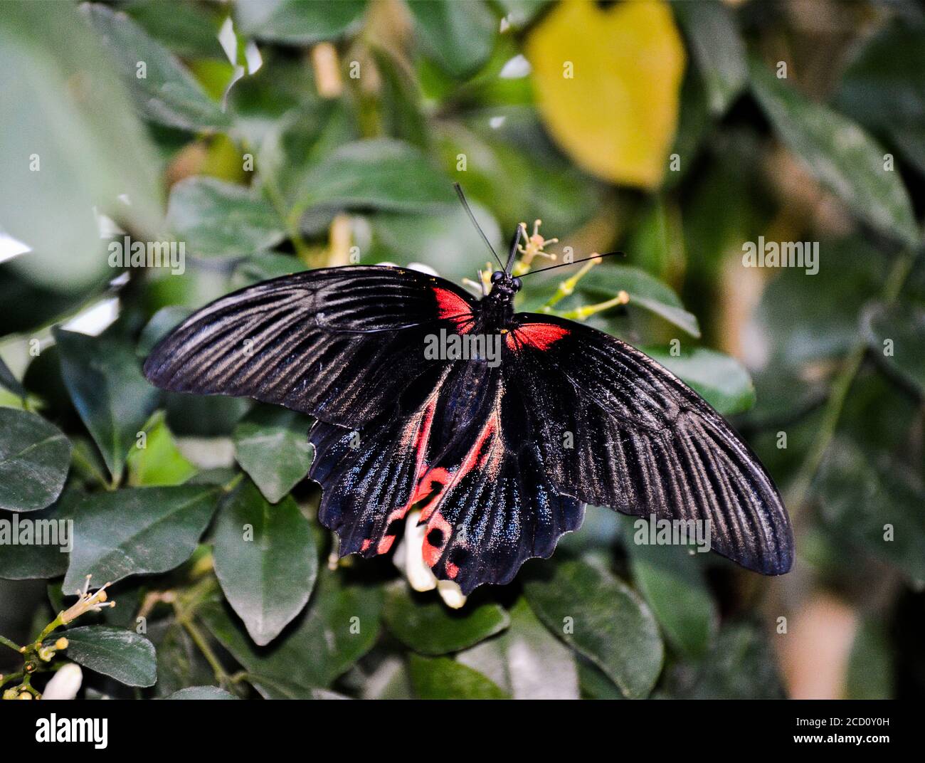 Scarlet Mormon - Papilio rumanzovia ein schwarzer Schmetterling, der auf einer Blume sitzt. Stockfoto