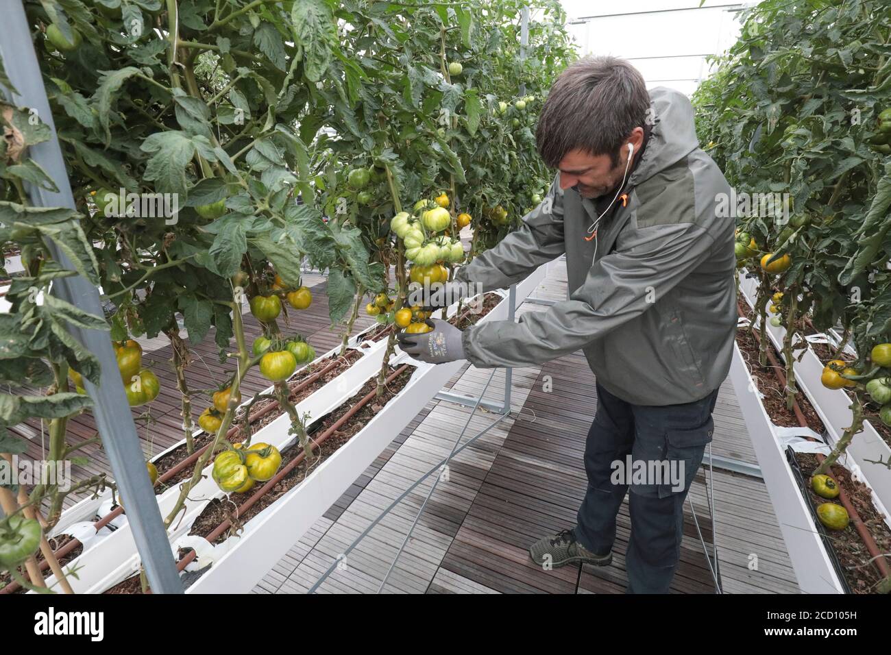 GEMÜSE AUF DEM STÄDTISCHEN BAUERNHOF IN PARIS ABHOLEN Stockfoto