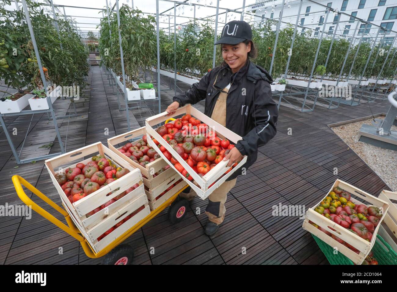 GEMÜSE AUF DEM STÄDTISCHEN BAUERNHOF IN PARIS ABHOLEN Stockfoto