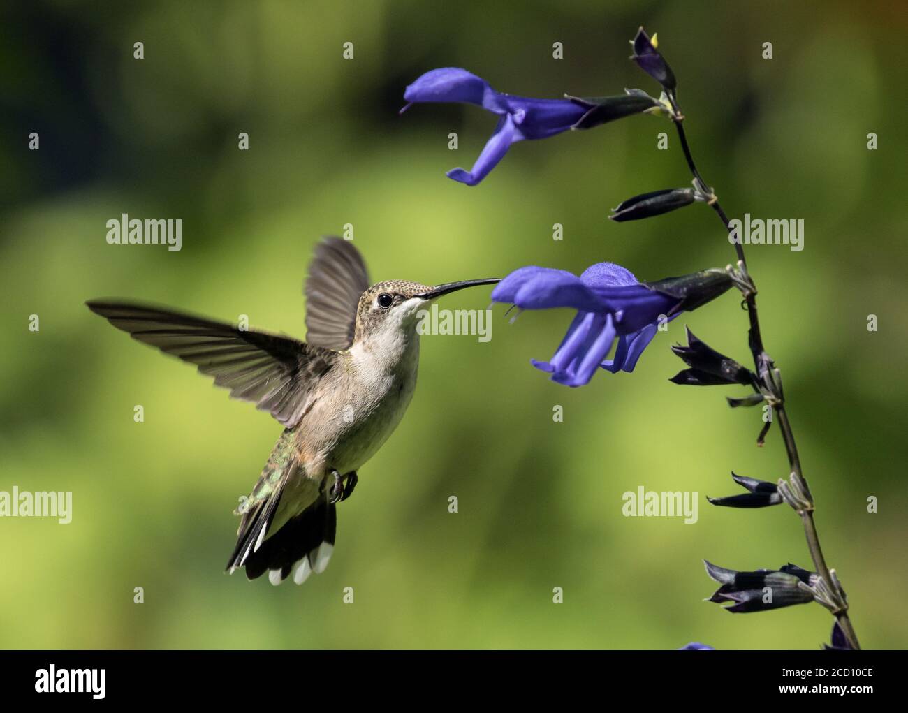 Nahaufnahme des Rubinkehligen Kolibris im Flug und Nektar von Black and Blue Kolibri Salbei Blume schlürfen. Quebec, Kanada. Stockfoto