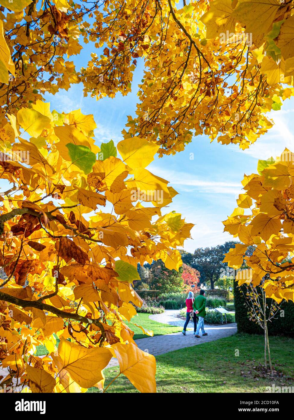 Wisley Gardens Surrey UK Herbstbaumfarben umrahmend Paar schlendern gesunde Bewegung Wandern in sonniger frischer offener, geräumiger herbstlicher Gartenparklandschaft Surrey UK Stockfoto