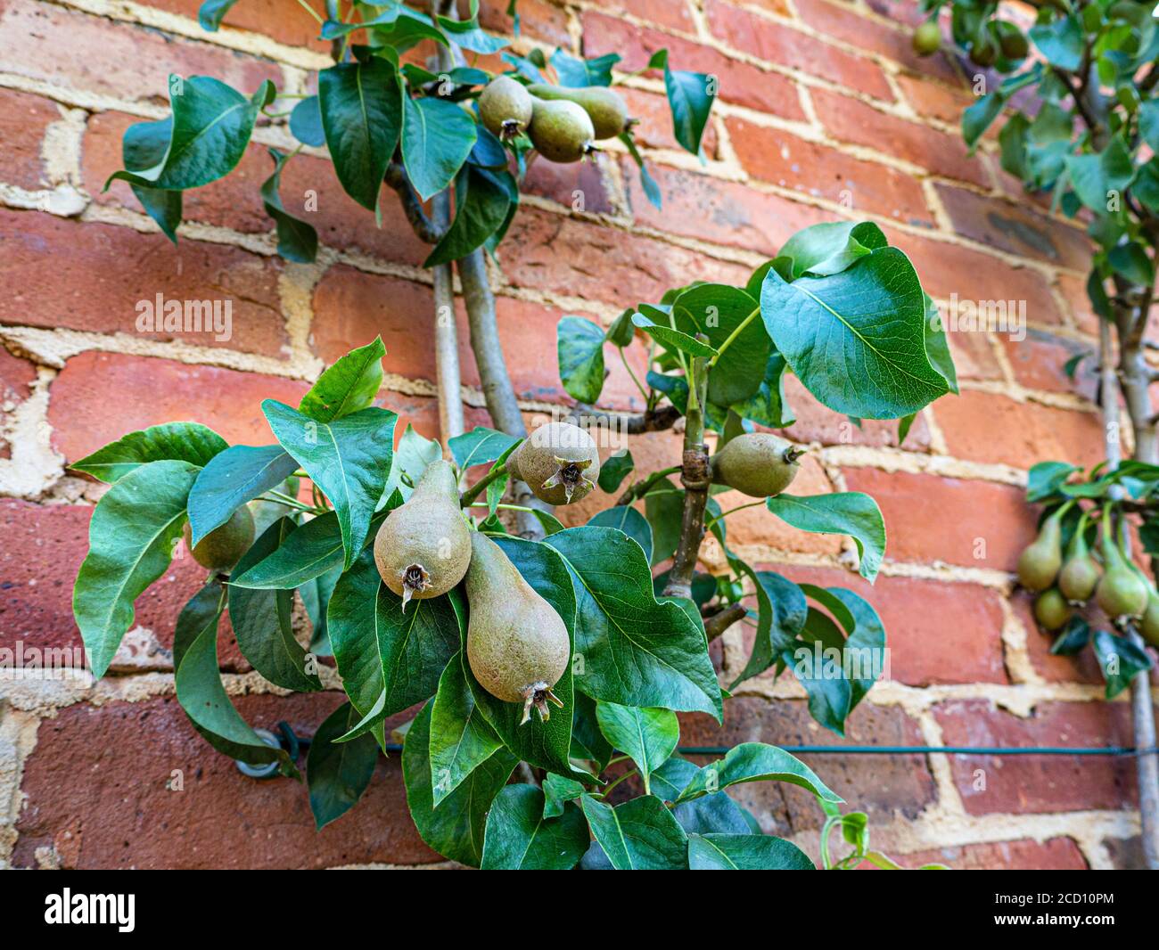 Espalier Birne Baum auf einer roten Ziegelwand, beleuchtet durch spätnachmittags Licht in einem Küchengarten Stockfoto