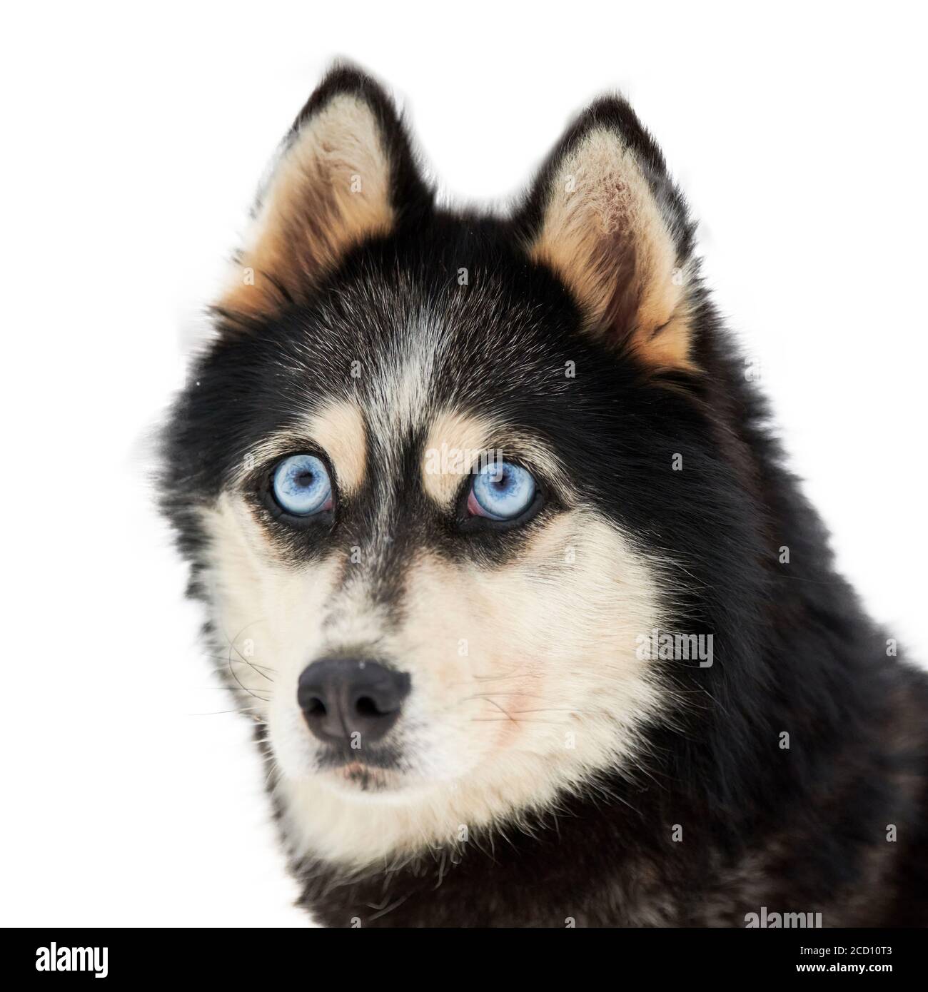 Schockiertes Hundegesicht Stockfotos Und Bilder Kaufen Alamy