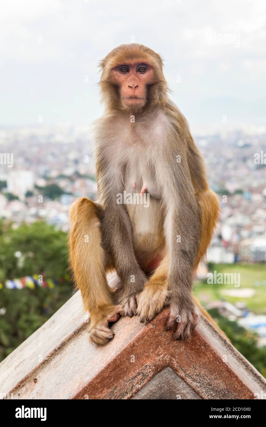 Ein weiblicher Makaken-Affe sitzt auf einem Dach, am Swayambhunath-Affentempel, mit Gebetsfahnen und der Stadt Kathmandu im Hintergrund... Stockfoto