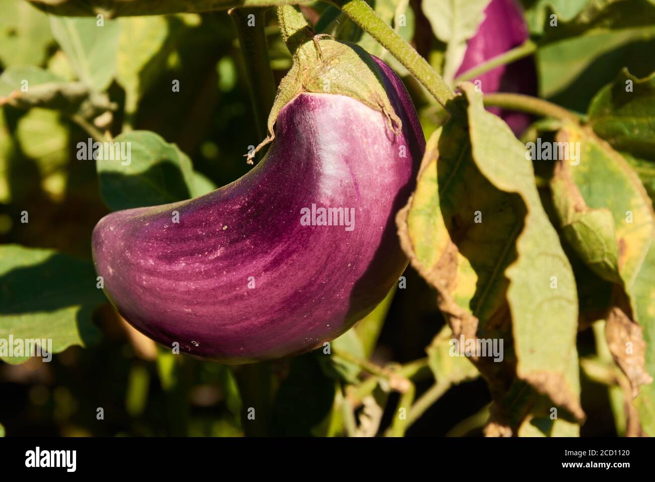 Lange violette Aubergine wächst Stockfoto