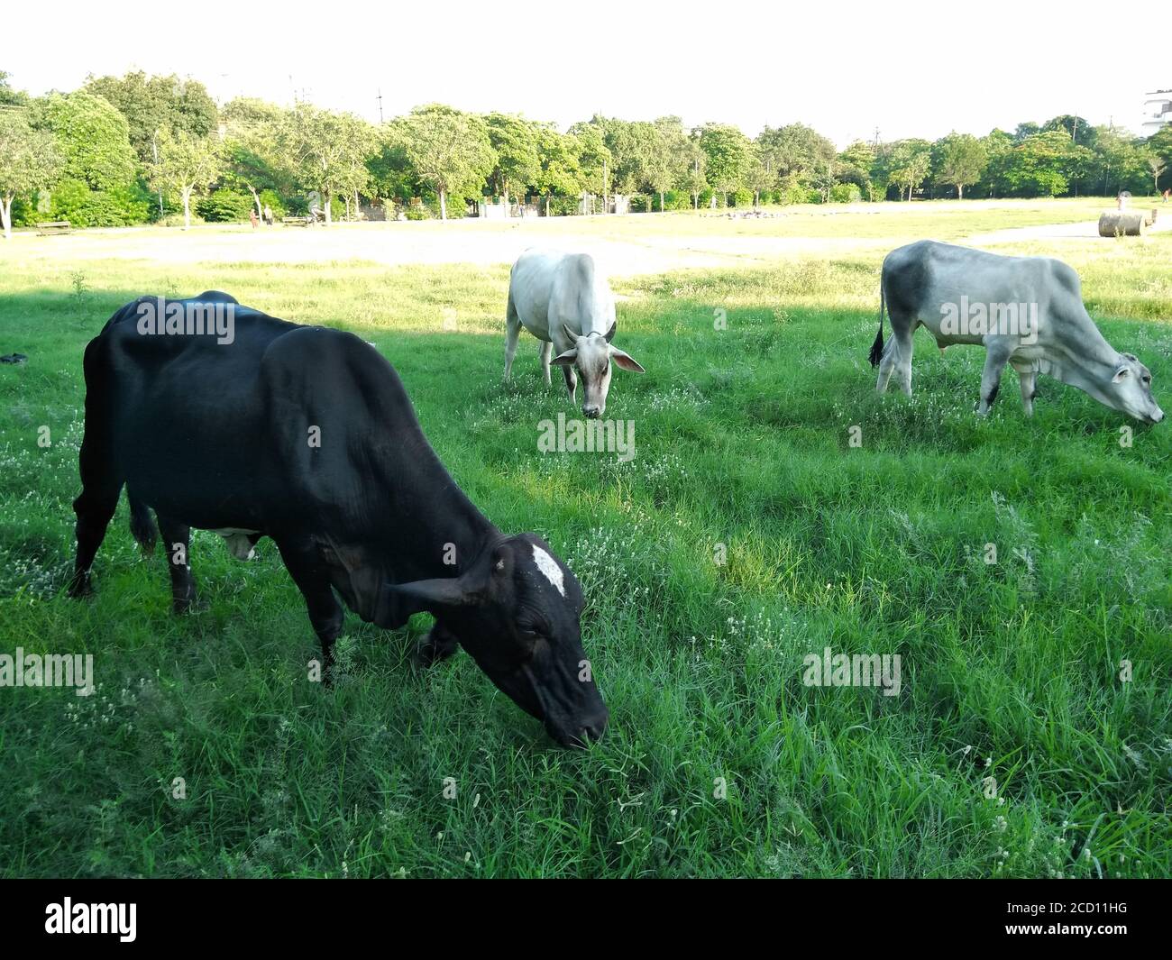 Kuh, die Gras im Garten frisst Stockfoto