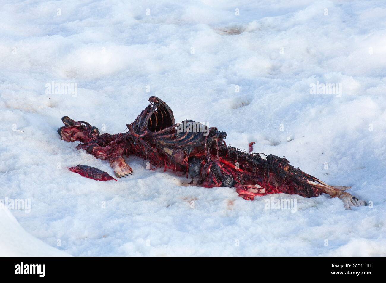 Überreste, teilweise gefressen Robbenkadaver, von Eisbären (Ursus maritimus / Thalarctos maritimus) im Schnee getötet, Spitzbergen, Norwegen Stockfoto