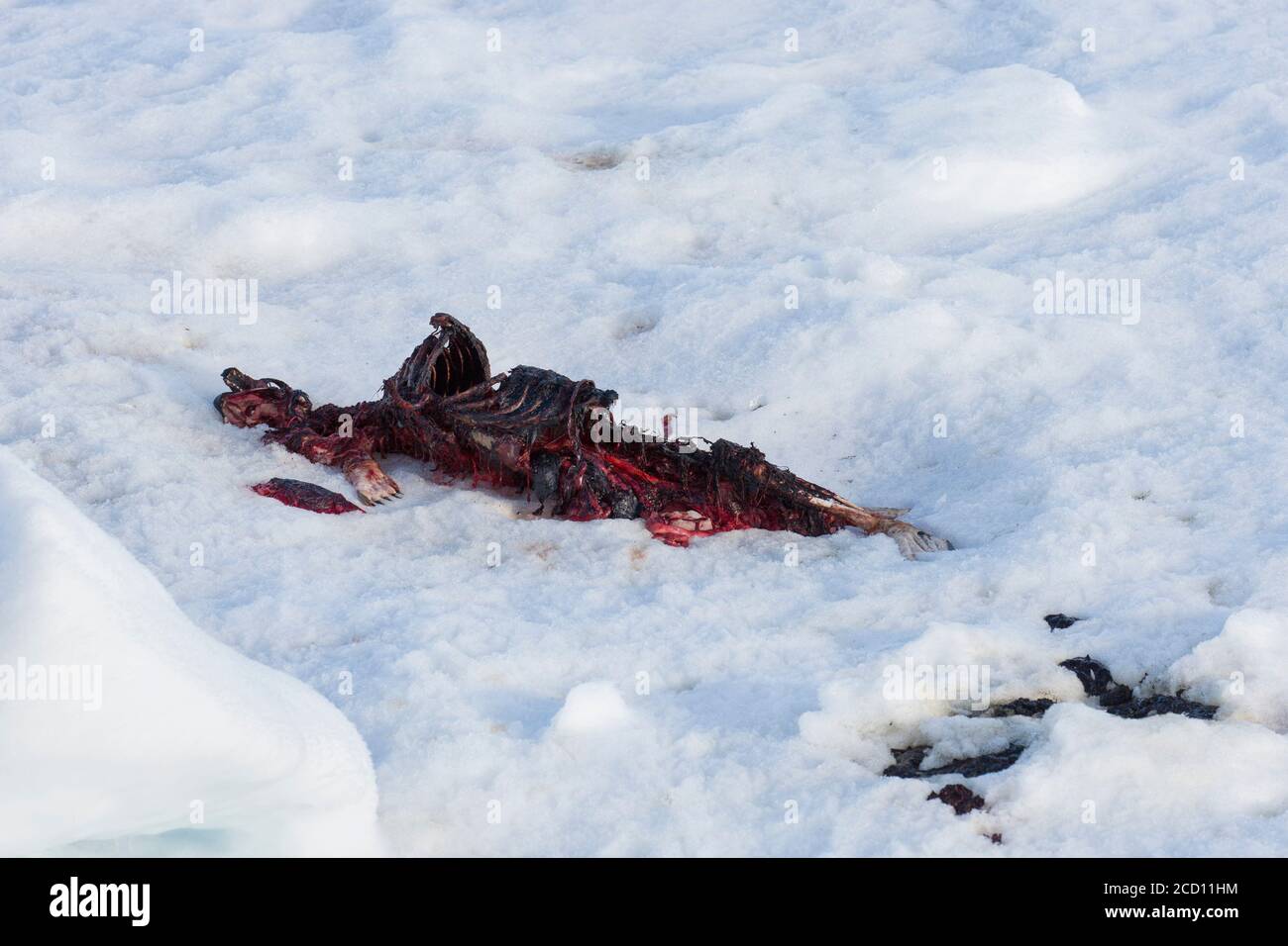 Überreste, teilweise gefressen Robbenkadaver, von Eisbären (Ursus maritimus / Thalarctos maritimus) im Schnee getötet, Spitzbergen, Norwegen Stockfoto