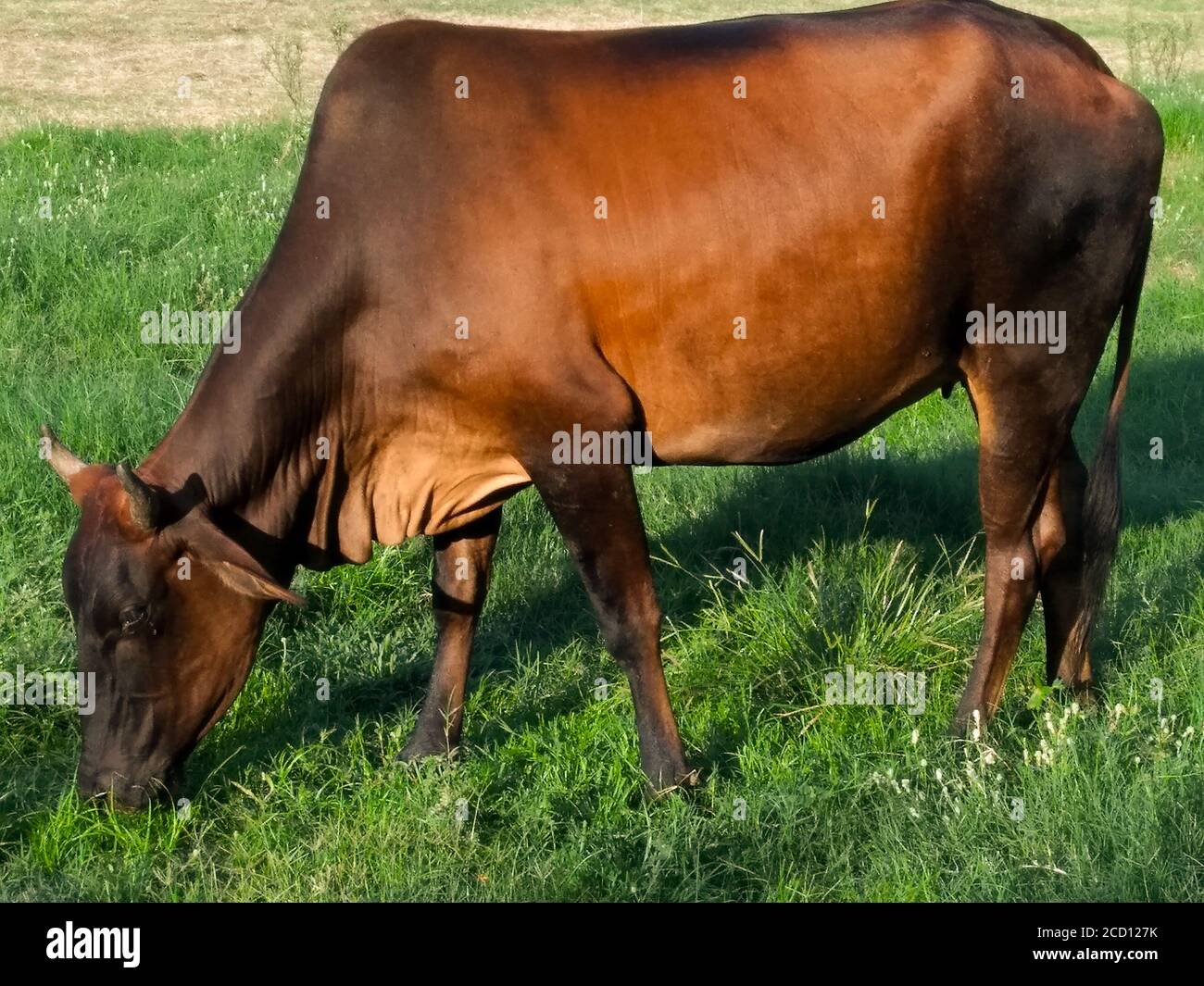 Kuh, die Gras im Garten frisst Stockfoto
