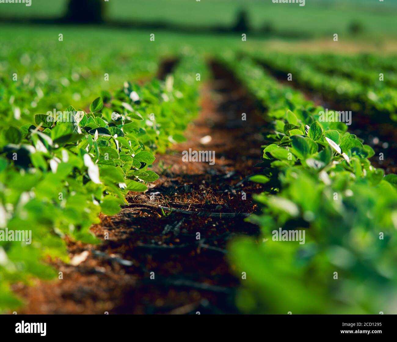 Landwirtschaft - engmaschige Fokusansicht von Sojabohnenpflanzen mit mittlerem Wachstum / Minnesota, USA. Stockfoto