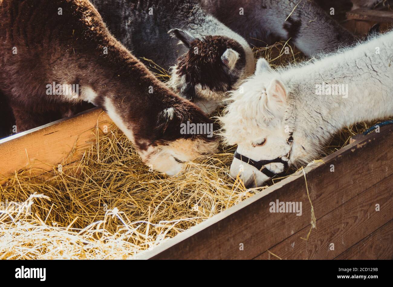 Gruppe von niedlichen Alpakas essen Heu in der Scheune Stockfoto