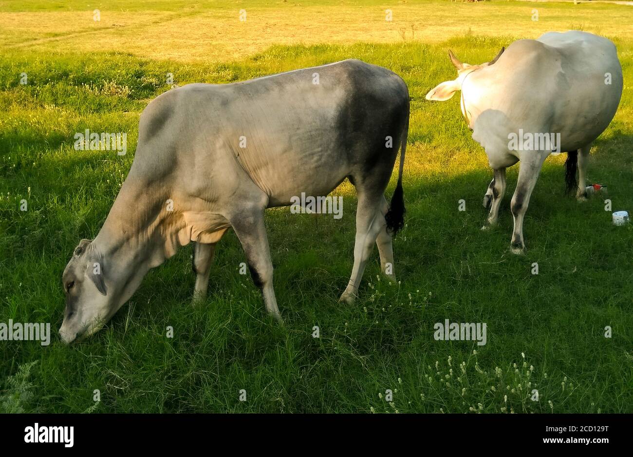 Kuh, die Gras im Garten frisst Stockfoto