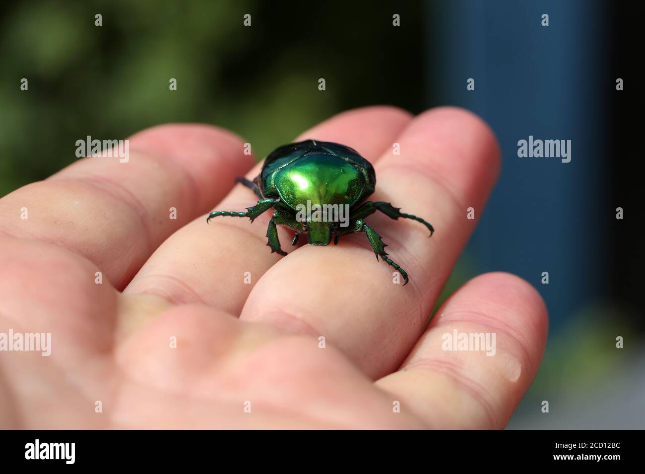 Nahaufnahme einer Hand, die Cetonia aurata hält Stockfoto