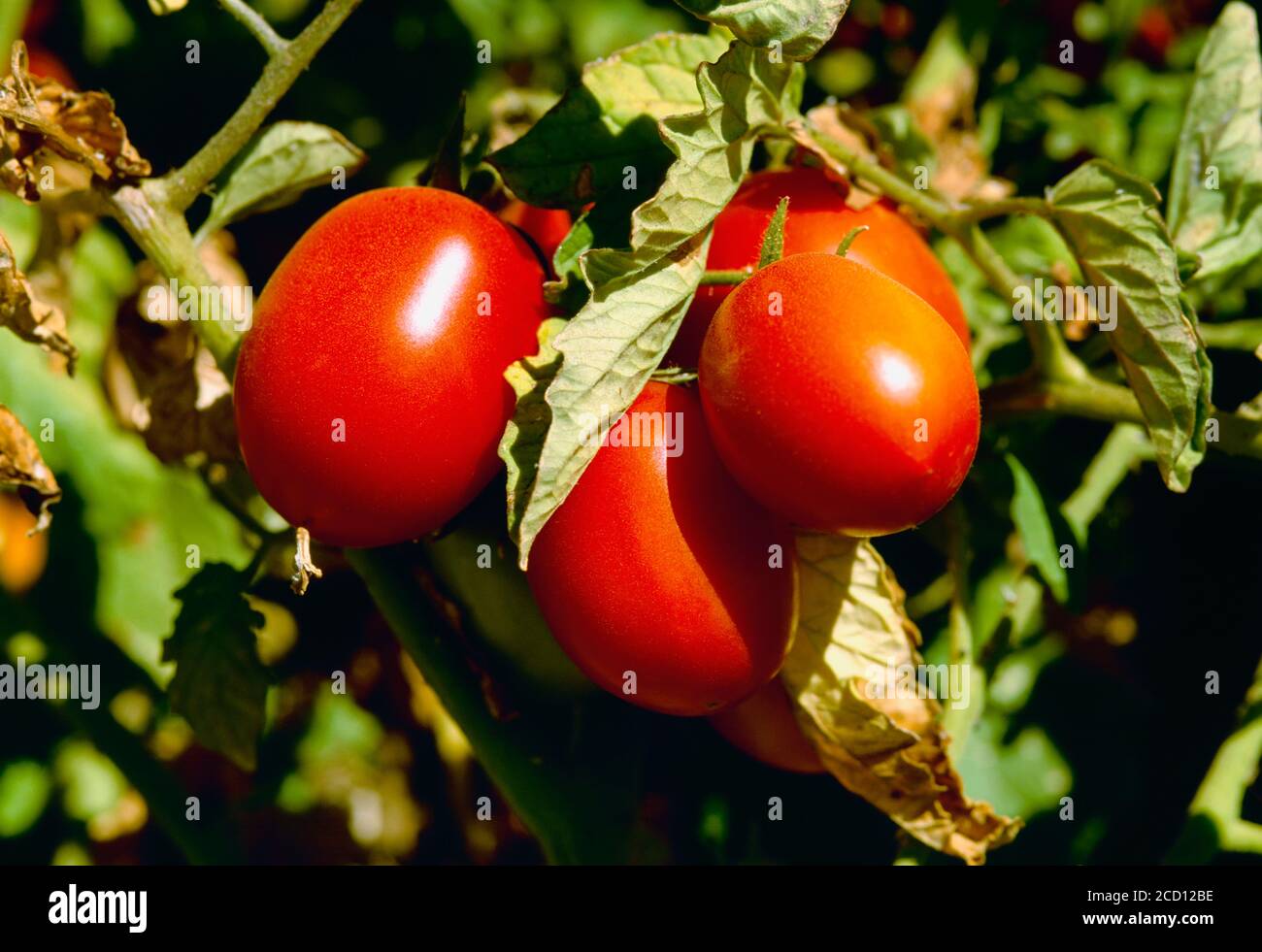 Landwirtschaft - Nahaufnahme von reifen Verarbeitungstomaten auf den Reben im Feld / Brentwood, Kalifornien, USA. Stockfoto