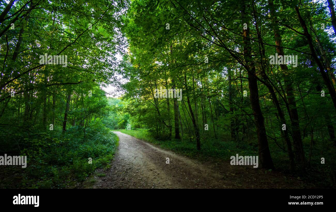 Waldweg bei Sonnenuntergang im Bois de Meudon, Clamart, Frankreich Stockfoto