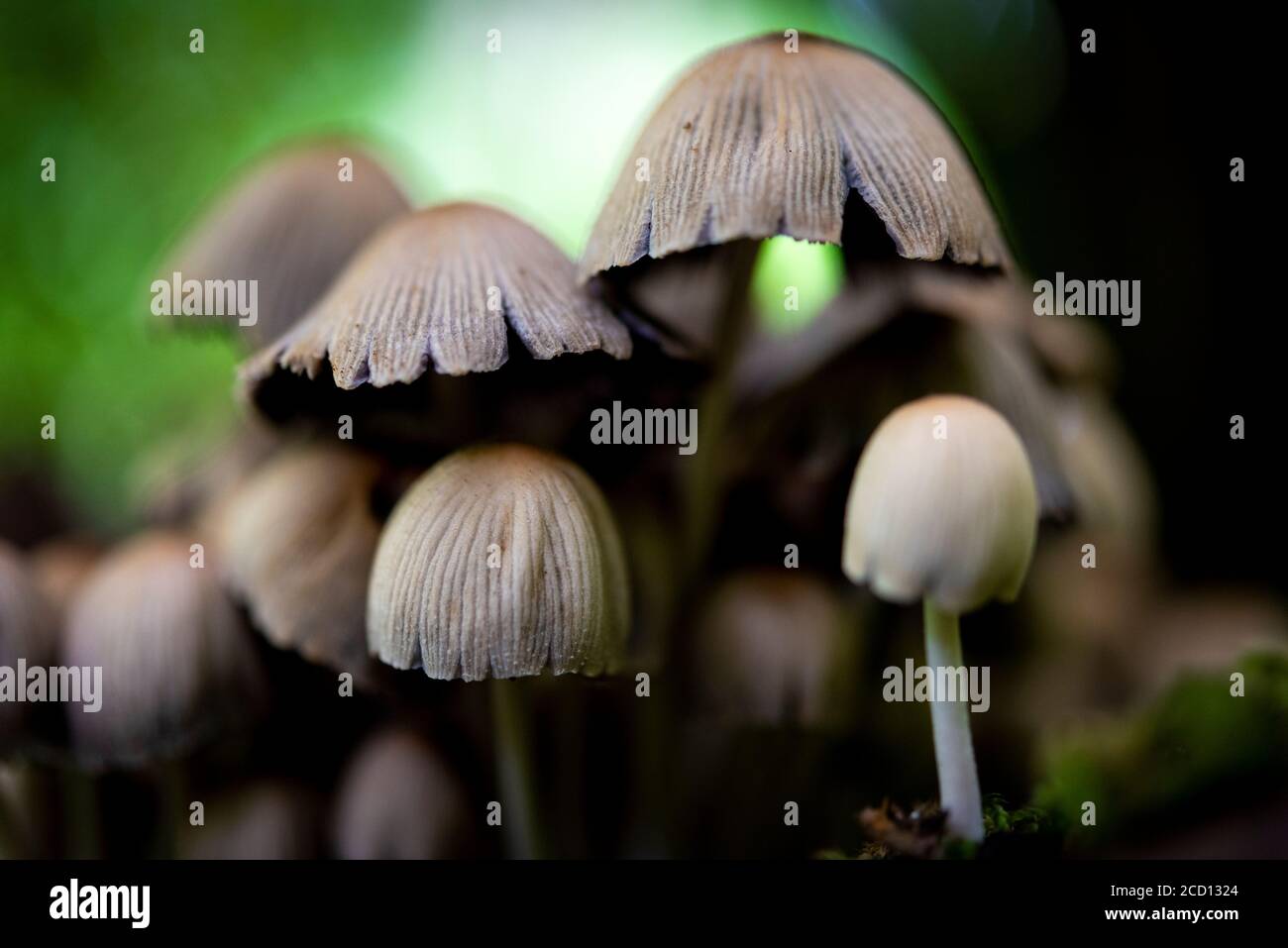 Toadstools oder Pilze wachsen auf einem alten moosbedeckten Baum (tot) in einem Wald in Großbritannien. Stockfoto
