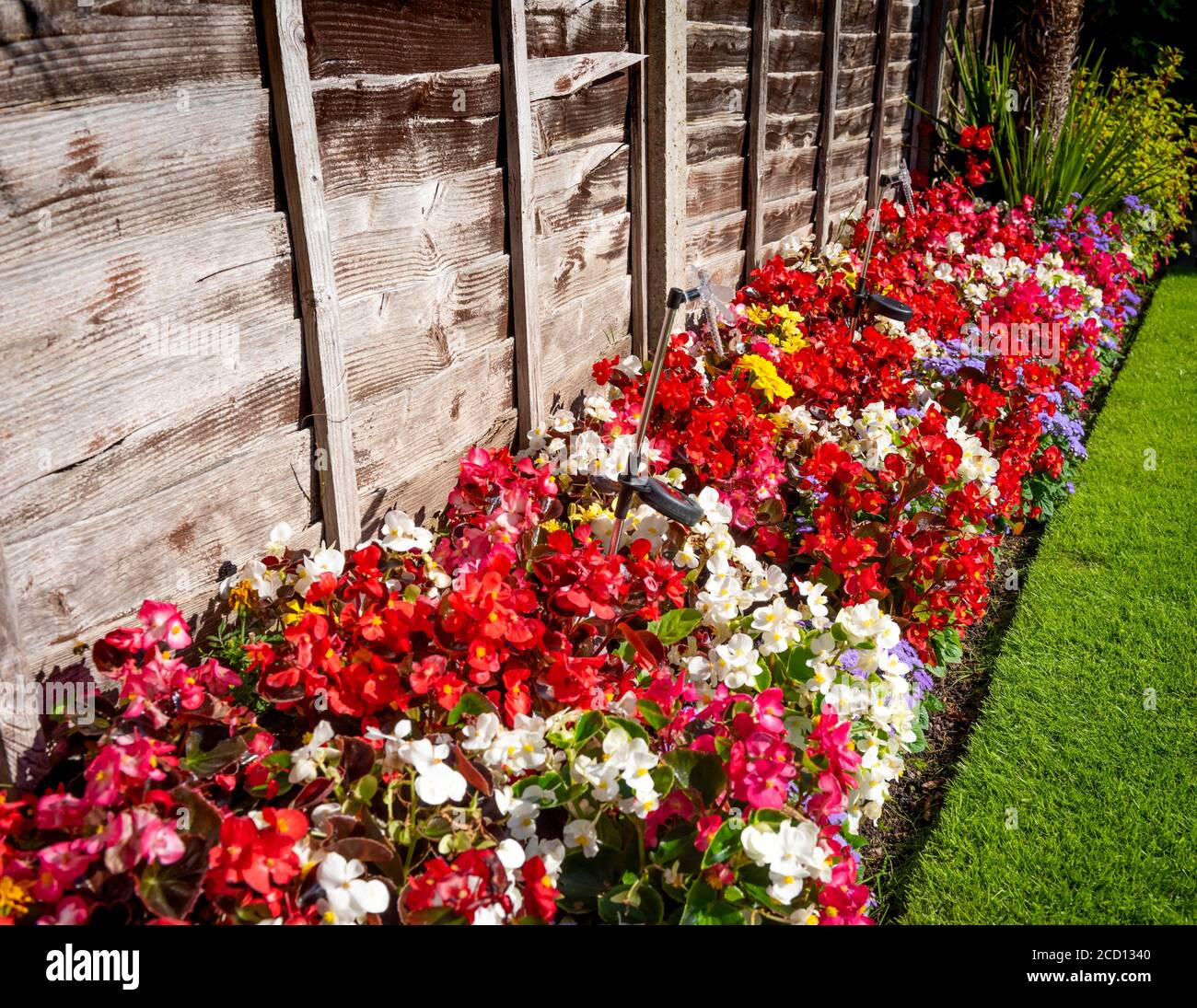Bunte Blumenbeete in einem britischen heimischen Garten. Stockfoto