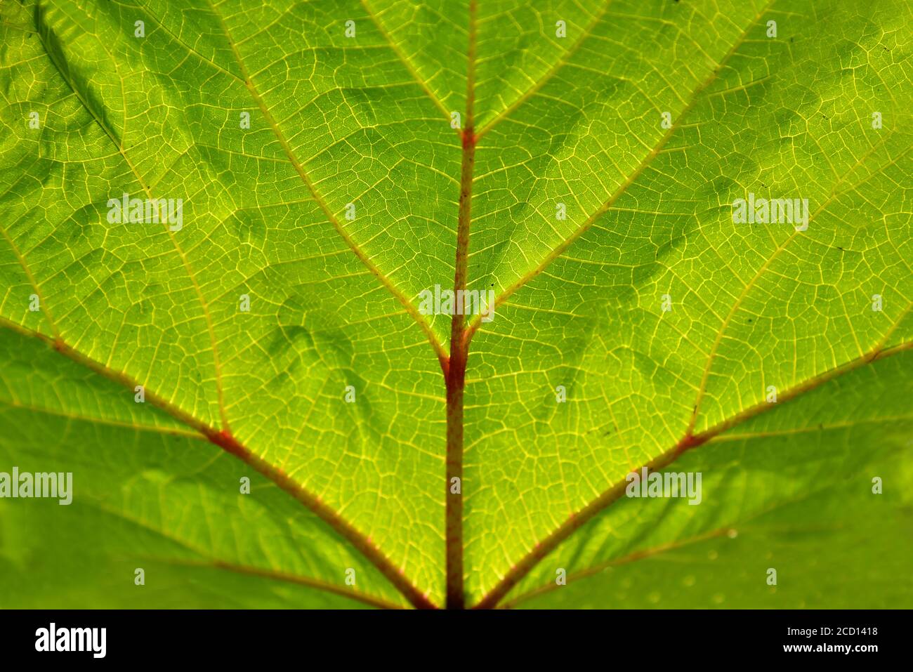 Grünes Blatt Nahaufnahme Hintergrund und Tapeten. Am besten für Website, drucken, Tapete. Stockfoto